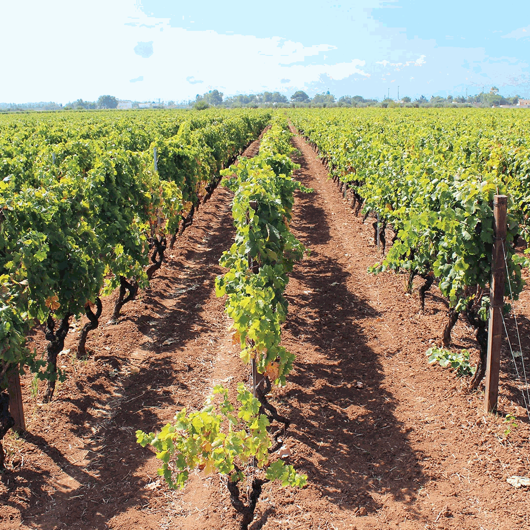Primitivo di Sava Primitivo di Sava