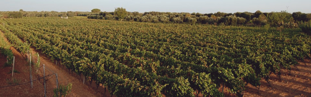 Primitivo di Manduria Primitivo di Manduria