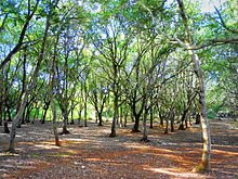 Bosco del Marchese