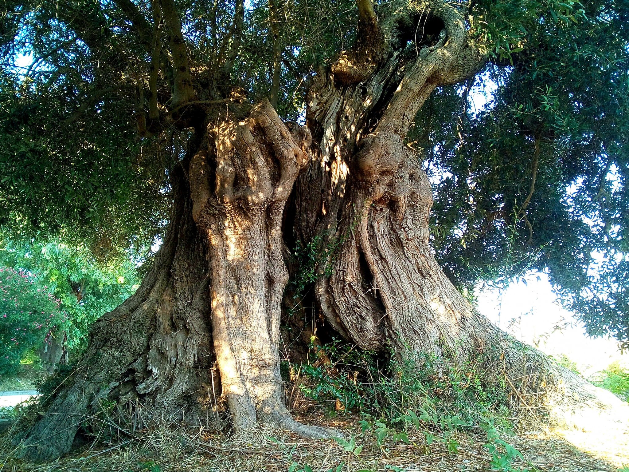 Bosco Pindini