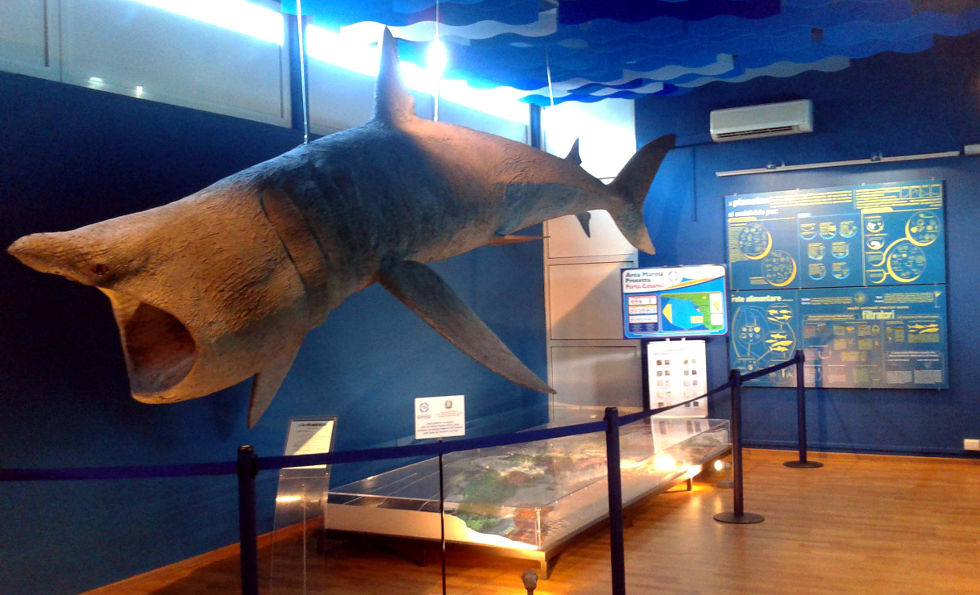 Museo di biologia marina "Pietro Parenzan" e museo talassografico Museo di biologia marina "Pietro Parenzan" e museo talassografico